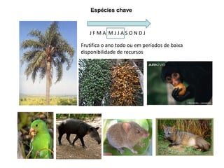 Espécies chave



   JFMA MJJASONDJ

Frutifica o ano todo ou em períodos de baixa
disponibilidade de recursos
 