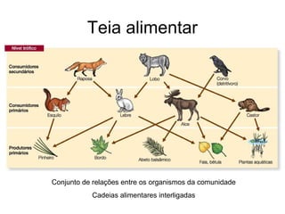 Teia alimentar




Conjunto de relações entre os organismos da comunidade
           Cadeias alimentares interligadas
 