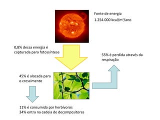 Fonte de energia
                                           1.254.000 kcal/m2/ano




0,8% dessa energia é
capturada para fotossíntese
                                               55% é perdida através da
                                               respiração



   45% é alocada para
   o crescimento




   11% é consumida por herbívoros
   34% entra na cadeia de decompositores
 