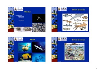 3
Abril/2007
PlânctonPlâncton
•• Zooplâncton:Zooplâncton:
–– ClassificaClassificaçção:ão:
•• HoloplânctonHoloplâncton
•• MeroplânctonMeroplâncton
Abril/2007
NNéécton:cton: ExemplosExemplos
Abril/2007
NNééctoncton
Abril/2007
BentosBentos:: ExemplosExemplos
 