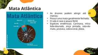 Mata Atlântica
• As árvores podem atingir até 40
metros;
• Possui uma mata geralmente fechada;
• O solo é raso e pouco fértil;
• Espécies endêmicas: Caninana, mico-
leão-dourado, onça pintada, rato-do-
mato, jararaca, cobra-coral, jiboia.
 