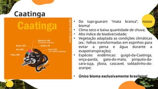 Caatinga
• Do tupi-guarani “mata branca”, nosso
bioma!
• Clima seco e baixa quantidade de chuva;
• Alto índice de biodiversidade;
• Vegetação adaptada as condições climáticas
(ex.: folhas transformadas em espinhos para
evitar a perca e água durante a
evapotranspiração);
• Espécies endêmicas: guigó-da-Caatinga,
onça-parda, gato-do-mato, piriquito-da-
cara-suja, jiboia, cascavel, soldadinho-do-
araripe;
• Único bioma exclusivamente brasileiro!
 