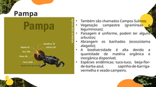 Pampa
• Também são chamados Campos Sulinos;
• Vegetação campestre (gramíneas e
leguminosas);
• Paisagem é uniforme, podem ter alguns
arbustos;
• Abrangem os banhados (ecossistema
alagado);
• A biodiversidade é alta devido a
quantidade de matéria orgânica e
inorgânica disponível;
• Espécies endêmicas: tuco-tuco, beija-flor-
de-barba-azul, sapinho-de-barriga-
vermelha e veado-campeiro.
 