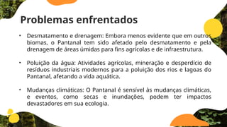 Problemas enfrentados
• Desmatamento e drenagem: Embora menos evidente que em outros
biomas, o Pantanal tem sido afetado pelo desmatamento e pela
drenagem de áreas úmidas para fins agrícolas e de infraestrutura.
• Poluição da água: Atividades agrícolas, mineração e desperdício de
resíduos industriais modernos para a poluição dos rios e lagoas do
Pantanal, afetando a vida aquática.
• Mudanças climáticas: O Pantanal é sensível às mudanças climáticas,
e eventos, como secas e inundações, podem ter impactos
devastadores em sua ecologia.
 