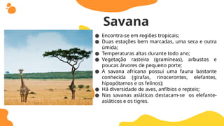 ● Encontra-se em regiões tropicais;
● Duas estações bem marcadas, uma seca e outra
úmida;
● Temperaturas altas durante todo ano;
● Vegetação rasteira (gramíneas), arbustos e
poucas árvores de pequeno porte;
● A savana africana possui uma fauna bastante
conhecida (girafas, rinocerontes, elefantes,
hipopótamos e os felinos);
● Há diversidade de aves, anfíbios e repteis;
● Nas savanas asiáticas destacam-se os elefante-
asiáticos e os tigres.
Savana
 
