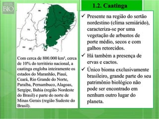 1.2. Caatinga 
 Presente na região do sertão 
nordestino (clima semiárido), 
caracteriza-se por uma 
vegetação de arbustos de 
porte médio, secos e com 
galhos retorcidos. 
 Há também a presença de 
ervas e cactos. 
 Único bioma exclusivamente 
brasileiro, grande parte do seu 
patrimônio biológico não 
pode ser encontrado em 
nenhum outro lugar do 
planeta. 
Com cerca de 800.000 km², cerca 
de 10% do território nacional, a 
caatinga engloba inteiramente os 
estados do Maranhão, Piauí, 
Ceará, Rio Grande do Norte, 
Paraíba, Pernambuco, Alagoas, 
Sergipe, Bahia (região Nordeste 
do Brasil) e parte do norte de 
Minas Gerais (região Sudeste do 
Brasil). 
 