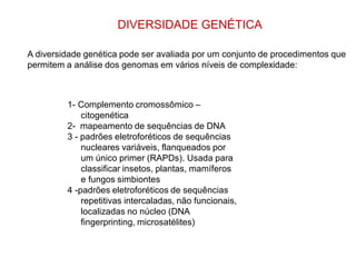 DIVERSIDADE GENÉTICA
A diversidade genética pode ser avaliada por um conjunto de procedimentos que
permitem a análise dos genomas em vários níveis de complexidade:
1- Complemento cromossômico –
citogenética
2- mapeamento de sequências de DNA
3 - padrões eletroforéticos de sequências
nucleares variáveis, flanqueados por
um único primer (RAPDs). Usada para
classificar insetos, plantas, mamíferos
e fungos simbiontes
4 -padrões eletroforéticos de sequências
repetitivas intercaladas, não funcionais,
localizadas no núcleo (DNA
fingerprinting, microsatélites)
 