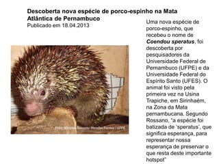 Uma nova espécie de
porco-espinho, que
recebeu o nome de
Coendou speratus, foi
descoberta por
pesquisadores da
Universidade Federal de
Pernambuco (UFPE) e da
Universidade Federal do
Espírito Santo (UFES). O
animal foi visto pela
primeira vez na Usina
Trapiche, em Sirinhaém,
na Zona da Mata
pernambucana. Segundo
Rossano, “a espécie foi
batizada de ‘speratus’, que
significa esperança, para
representar nossa
esperança de preservar o
que resta deste importante
hotspot”
Descoberta nova espécie de porco-espinho na Mata
Atlântica de Pernambuco
Publicado em 18.04.2013
 