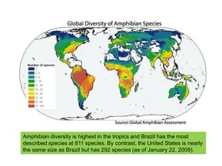 Amphibian diversity is highest in the tropics and Brazil has the most
described species at 811 species. By contrast, the United States is nearly
the same size as Brazil but has 292 species (as of January 22, 2009).
 