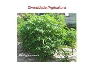 Manihot esculenta
Diversidade /Agricultura
 