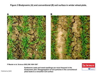 Figure 3 Biodynamic (A) and conventional (B) soil surface in winter wheat plots.
P Maeder et al. Science 2002;296:1694-1697
Published by AAAS
Earthworm casts and weed seedlings are more frequent in the
biodynamic plot. Disaggregation of soil particles in the conventional
plots leads to a smoother soil surface
 