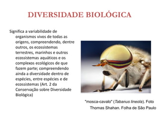 DIVERSIDADE BIOLÓGICA
Significa a variabilidade de
organismos vivos de todas as
origens, compreendendo, dentre
outros, os ecossistemas
terrestres, marinhos e outros
ecossistemas aquáticos e os
complexos ecológicos de que
fazem parte; compreendendo
ainda a diversidade dentro de
espécies, entre espécies e de
ecossistemas (Art. 2 da
Conservação sobre Diversidade
Biológica)
"mosca-cavalo" (Tabanus lineola). Foto
Thomas Shahan. Folha de São Paulo
 