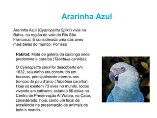 Ararinha Azul (Cyanopsitta Spixii) vivia na
Bahia, na região do vale do Rio São
Francisco. É considerada uma das aves
mais belas do mundo. Por isso
Habitat: Mata de galeria da caatinga onde
predomina a caraíba (Tabebuia caraíba);
O Cyanopsitta spixii foi descoberto em
1832, seu ninho era construído em
buracos, principalmente abertos nos
troncos do pau d’arco (Tabebuia caraíba).
Hoje só existem 73 aves no mundo, todas
vivendo em cativeiro, estando 56 delas no
Centro de Preservação Al Wabra, no Catar,
considerado, hoje, como um local de
excelência na preservação de animais de
todo o mundo.
Ararinha Azul
 