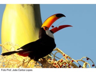 Foto Prof. João Carlos Lopes
 