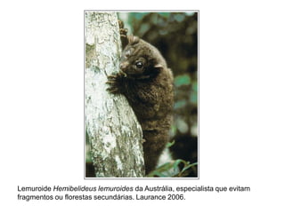 Lemuroide Hemibelideus lemuroides da Austrália, especialista que evitam
fragmentos ou florestas secundárias. Laurance 2006.
 