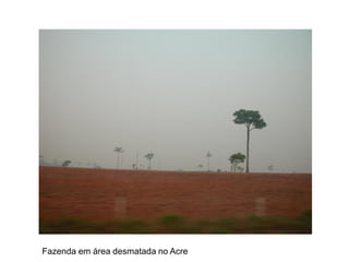 Fazenda em área desmatada no Acre
 