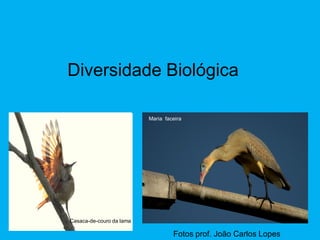 Diversidade Biológica
Casaca-de-couro da lama
Maria faceira
Fotos prof. João Carlos Lopes
 