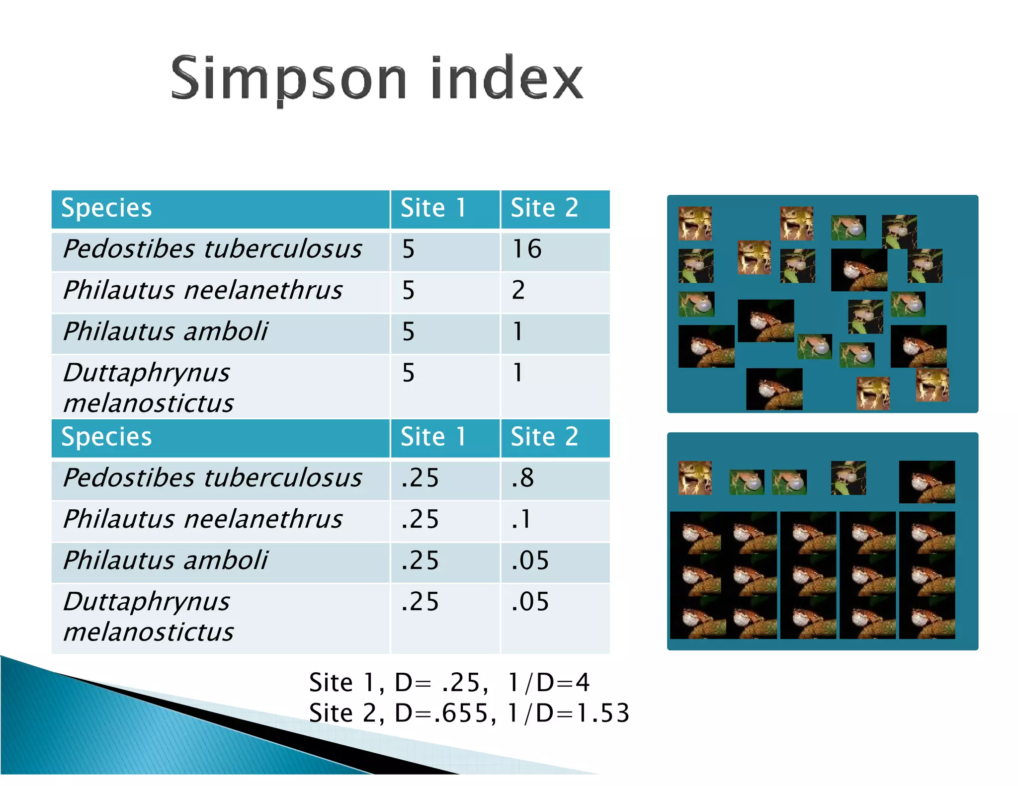 Species                   Site 1   Site 2
Pedostibes tuberculosus   5        16
Philautus neelanethrus    5        2
Philautus amboli          5        1
Duttaphrynus              5        1
melanostictus
Species                   Site 1   Site 2
Pedostibes tuberculosus   .25      .8
Philautus neelanethrus    .25      .1
Philautus amboli          .25      .05
Duttaphrynus              .25      .05
melanostictus
                   Site 1, D= .25, 1/D=4
                   Site 2, D=.655, 1/D=1.53
 