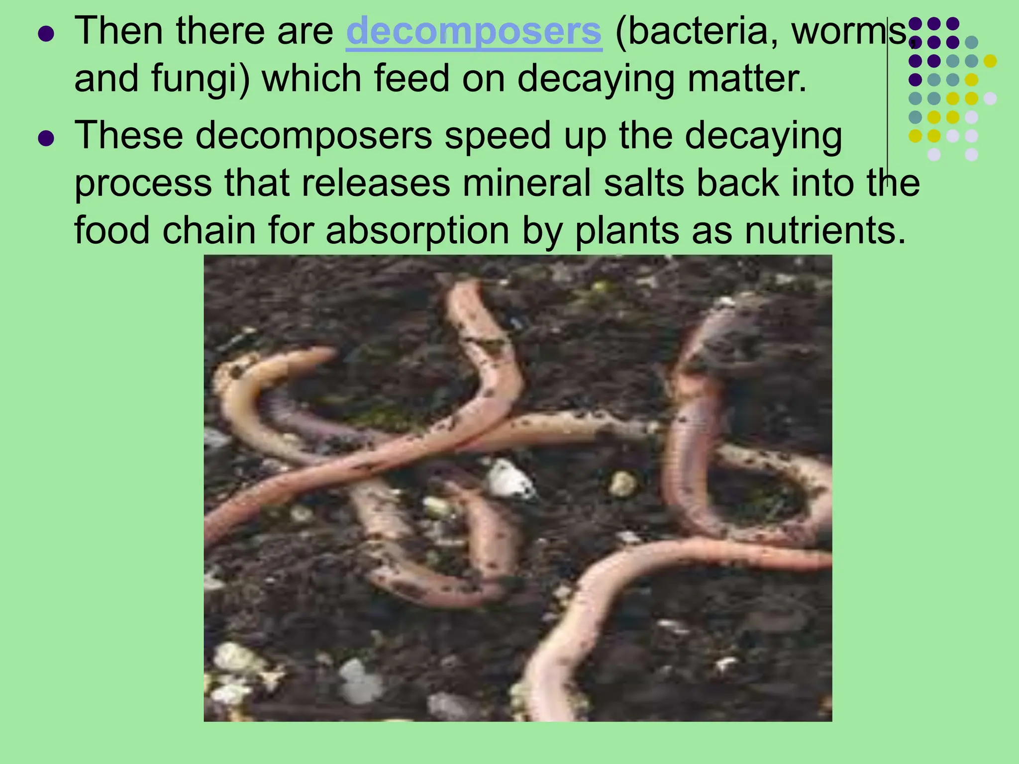 ecosystem and composition of the earth.ppt