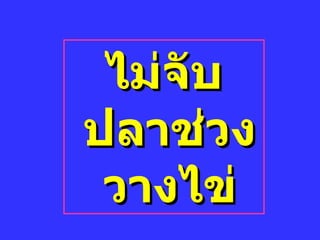 ไม่จับปลาช่วงวางไྺ่ 