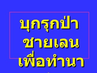 บุกรุกป่าชาย๶ลน๶พื่อทำȨกุ้ง 