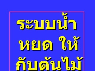 ระบบน้ำหยด ให้กับต้นไม้ 