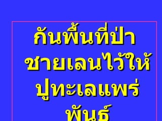 กัȨื้Ȩี่ป่าชาย๶ลนไว้ให้ปูทะ๶ลแพร่พันธุ์ 