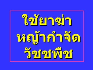 ใช้ยาฆ่าหญ้ากำจัึϸัชชพืช 
