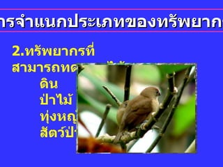 การจำแนกประเภทของทรัพยากร 2. ทรัพยากรที่สามารถทดแทนได้  ดิน ป่าไม้ ทุ่งหญ้า สัตว์ป่า 