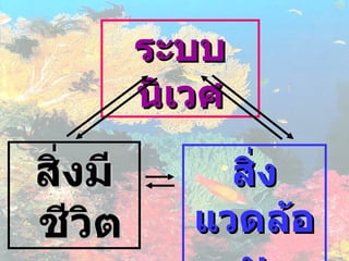 สิ่งมีชีวิต ระบบนิเวศ สิ่งแวดล้อม 