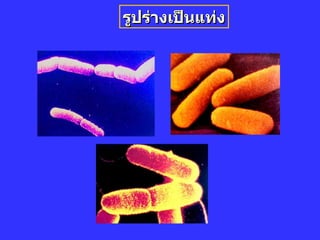 รูปร่างเป็Ȩท่ง 