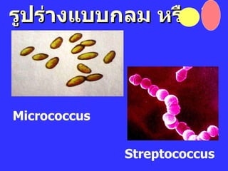 รูปร่างแบบกลม หรือ รี Micrococcus Streptococcus 
