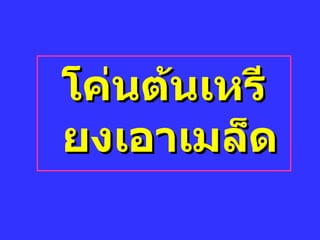 โค่นต้Ȩหรียงเอา๶มล็ด 