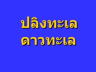 ปลิงทะเล ดาวทะเล 