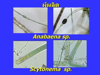 ผู้ผลิต Anabaena sp. Scytonema  sp. 