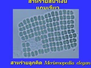 สาหร่ายสีน้ำเงินแกมเขียว สาหร่ายลูกคิด   Merismopedia  elegan 