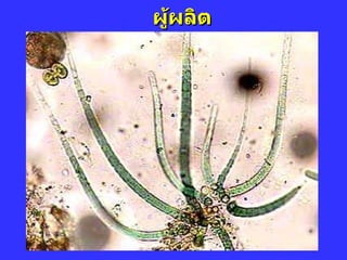 ผู้ผลิต 