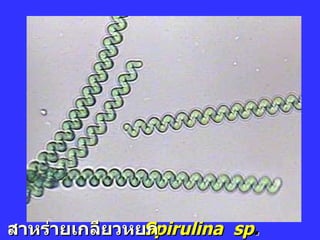 Spirulina  sp . สาหร่ายเกลียวหยก 
