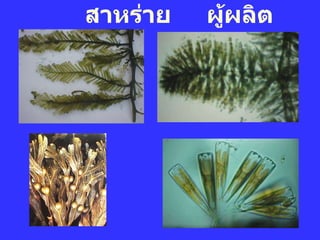 สาหร่าย ผู้ผลิต 