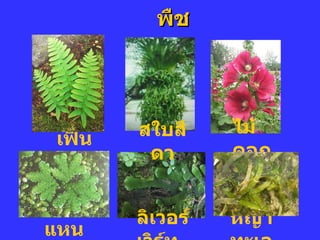 พืช ๶ฟิน หญ้าทะเล ลิ๶วอร์๶วิร์ท แหน สใบสีดา ไม้ดอก 