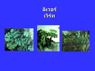 ลิ๶วอร์๶วิร์ท 
