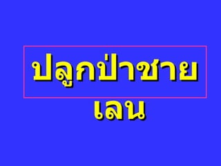 ปลูกป่าชาย๶ลน 