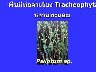 พืชมีท่อลำเลียง  Tracheophyta หวายทะนอย Psilotum sp. 