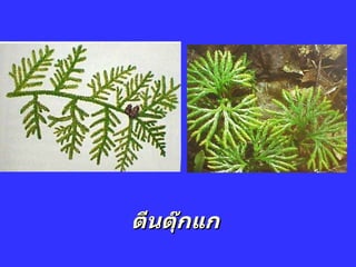 ตีȨุ๊กแก 