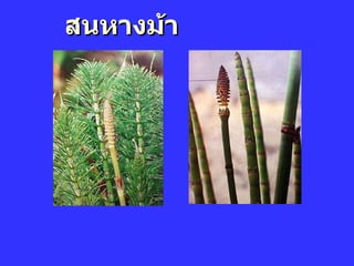 สนหางม้า 