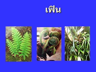 ๶ฟิน 