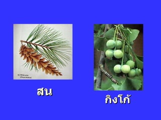 สน กิงโก้ 