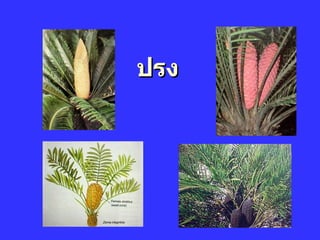 ปรง 
