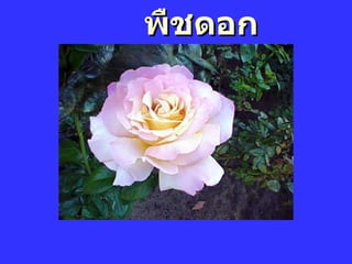พืชดอก 