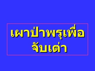 ๶ผาป่าพรุ๶พื่อจับเต่า 